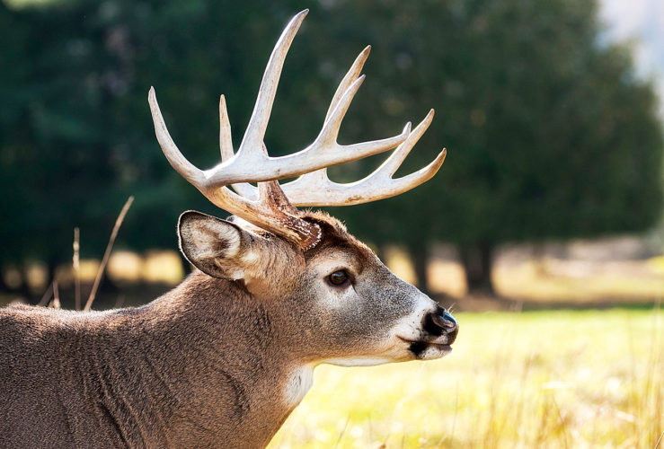 Deer season looks promising for Pa. hunters News, Sports, Jobs The Express